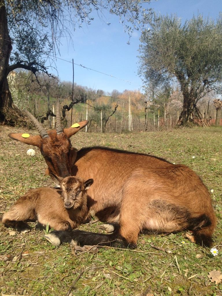 Quando i tannini mi fecero conoscere Erika